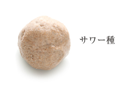 天然酵母のタルマーリーのサワー種