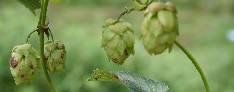 天然酵母のタルマーリーの写真8